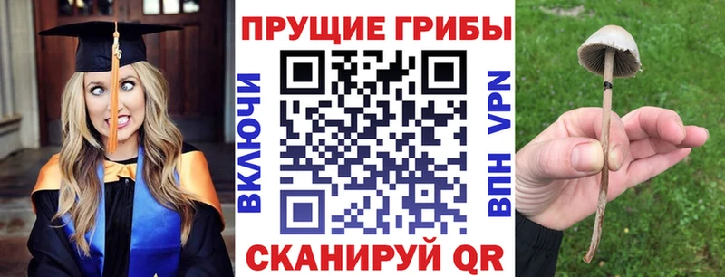 купить наркотик  Моздок  Галлюциногенные грибы Cubensis 